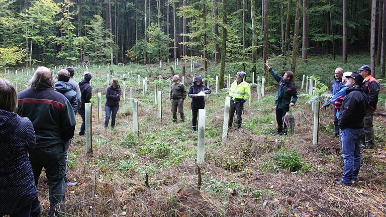 Beim Waldbegang zeigte Förster Patrick Schelbert ein Waldstück, auf dem Nadelbäume dem Borkenkäfer zum Opfer fielen. Danach wurden die besonderen Laubbäume Rotbuche und Schwarznuss gepflanzt.