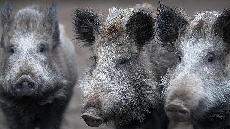 Vor dem Hintergrund der Afrikanischen Schweinepest sollen die Wildschweinbestände reduziert werden.