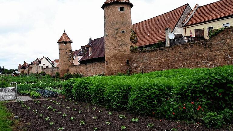 Die meisten der rund 60 Parzellen in den Mainbernheimer Grabengärten sind bereits vermietet. Mit einem Fest wurde der Abschluss der Renaturierung der Anlage vor der südlichen Stadtmauer am Sonntag gefeiert. Die meisten der rund 60 Parzellen in den Mainbernheimer Grabengärten sind bereits vermietet. Mit einem Fest wurde der Abschluss der Renaturierung der Anlage vor der südlichen Stadtmauer am Sonntag gefeiert.