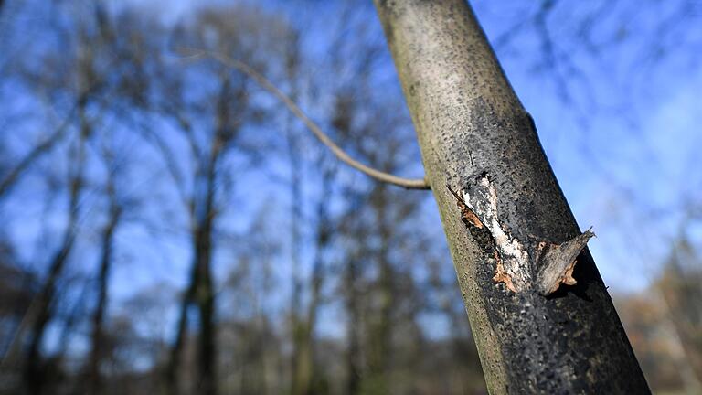 Aufgerissene Rinde und schwarze Sporen als typische Symptome: Ein von der Rußrindenkrankheit befallener Ahornbaum.&nbsp;