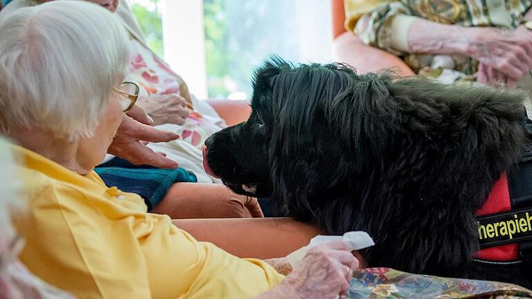 Therapiehund Nora lässt sich von den Bewohnern des Augustinums mit Leckerli locken. Therapiehund Nora lässt sich von den Bewohnern des Augustinums mit Leckerli locken.