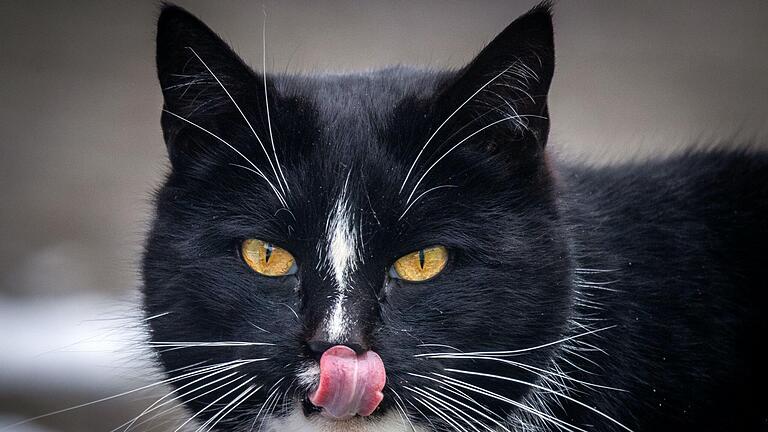 Eine Katze für drinnen oder für draußen? Das Kitzinger Tierheim schaut bei seinen Vierbeinern genau hin, ob es zwischen Mensch und Tier passt, bevor es zu einer Vermittlung kommt.&nbsp;