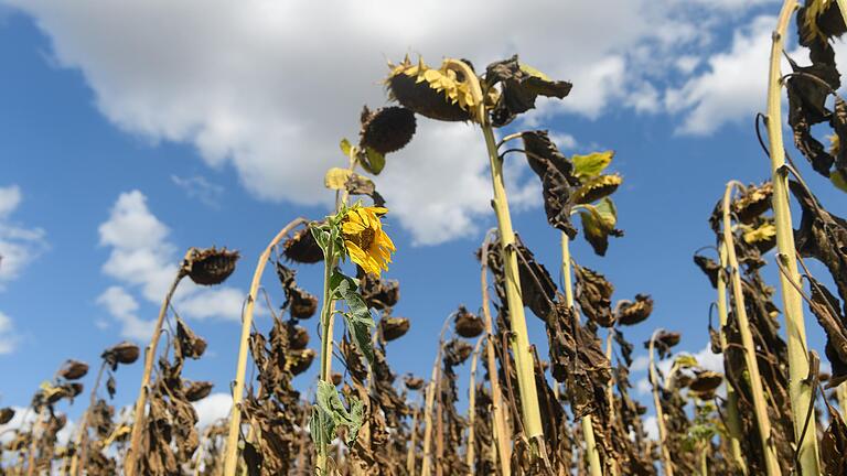 Vertrocknete Sonnenblumen auf einem Feld bei Oberdürrbach. Der Klimawandel und die damit verbundene Hitze und Trockenheit machen der Fauna und Flora in Unterfranken zunehmend zu schaffen – mehr als in anderen Regionen Deutschlands.