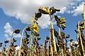 Vertrocknete Sonnenblumen auf einem Feld bei Oberdürrbach. Der Klimawandel und die damit verbundene Hitze und Trockenheit machen der Fauna und Flora in Unterfranken zunehmend zu schaffen – mehr als in anderen Regionen Deutschlands.