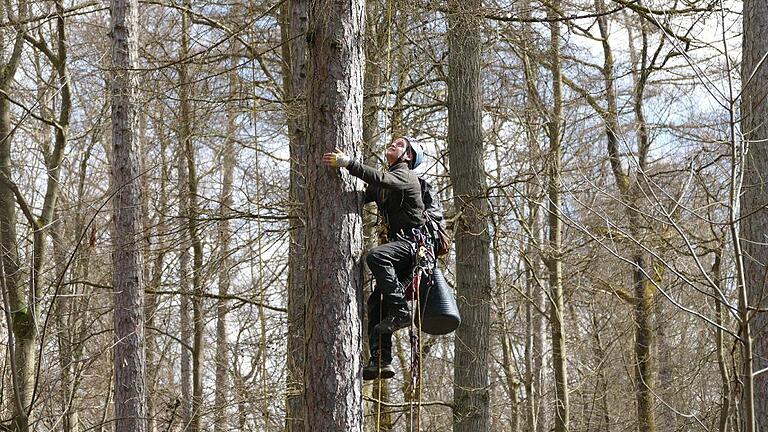 Zapfenpflücker unterwegs in die Krone der Lärchen - (rp) Hoch hinaus klettern die Zapfenpflücker, um an die begehrten Lärchenzapfen zu kommen. Derzeit ernten sie die Samen im juliusspitälischen Wald bei Gräfendorf. Schwindelfrei besteigen sie mit Seilklettertechnik die bis zu 40 Meter hohen Lärchen, um aus deren Kronen die Zapfen zu pflücken, die Baumschulen zur Aussaat benutzen. „Damit ein Bestand überhaupt beerntet werden darf, muss ihn die Forstbehörde vorher als anerkannten Saatgutbestand bestätigen“, erklärt Matthias Wallrapp, Betriebsleiter Forsten der Stiftung Juliusspital. Die Würzburger Stiftung besitzt laut Pressemitteilung rund 3300 Hektar Waldfläche in der Vorrhön sowie in den Gemarkungen von Gräfendorf, Wartmannsroth und Gemünden. „Nur wenige Bestände in Bayern erfüllen die strengen Vorgaben hinsichtlich Wüchsigkeit, Qualität und Genetik“, berichtet Wallrapp. Dies soll hohe Qualität gewährleisten. Die Stiftung Juliusspital besitzt mehrere solcher Saatgutbestände für Lärche, Linde, Küstentanne, Eiche und Buche. Dass dem so ist, sind Lohn und Bestätigung der kontinuierlichen Waldpflege. Foto: Juliusspital Zapfenpflücker unterwegs in die Krone der Lärchen - (rp) Hoch hinaus klettern die Zapfenpflücker, um an die begehrten Lärchenzapfen zu kommen. Derzeit ernten sie die Samen im juliusspitälischen Wald bei Gräfendorf. Schwindelfrei besteigen sie mit Seilklettertechnik die bis zu 40 Meter hohen Lärchen, um aus deren Kronen die Zapfen zu pflücken, die Baumschulen zur Aussaat benutzen. „Damit ein Bestand überhaupt beerntet werden darf, muss ihn die Forstbehörde vorher als anerkannten Saatgutbestand bestätigen“, erklärt Matthias Wallrapp, Betriebsleiter Forsten der Stiftung Juliusspital. Die Würzburger Stiftung besitzt laut Pressemitteilung rund 3300 Hektar Waldfläche in der Vorrhön sowie in den Gemarkungen von Gräfendorf, Wartmannsroth und Gemünden. „Nur wenige Bestände in Bayern erfüllen die strengen Vorgaben hinsichtlich Wüchsigkeit, Qualität und Genetik“, berichtet Wallrapp. Dies soll hohe Qualität gewährleisten. Die Stiftung Juliusspital besitzt mehrere solcher Saatgutbestände für Lärche, Linde, Küstentanne, Eiche und Buche. Dass dem so ist, sind Lohn und Bestätigung der kontinuierlichen Waldpflege. Foto: Juliusspital