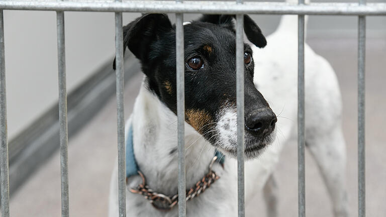 Immer wieder werden aufgefundene Tiere im Würzburger Tierheim abgegeben. Aber nicht alle Gemeinden im Landkreis Würzburg beteiligen sich finanziell am Tierschutz. Immer wieder werden aufgefundene Tiere im Würzburger Tierheim abgegeben. Aber nicht alle Gemeinden im Landkreis Würzburg beteiligen sich finanziell am Tierschutz. 
