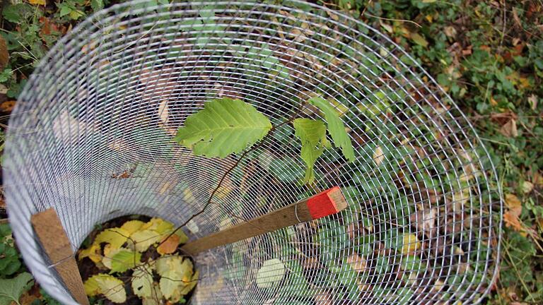 Neue Pflänzchen der Sennfelder Flatterulme müssen aufgrund des hohen Wildverbisses mit einer Einzäunung geschützt werden. Neue Pflänzchen der Sennfelder Flatterulme müssen aufgrund des hohen Wildverbisses mit einer Einzäunung geschützt werden.