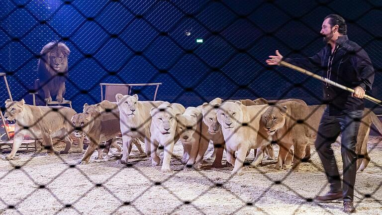 Martin Lacey jr. in der Manege des Circus Krone mit seinen Löwinnen und Löwen.