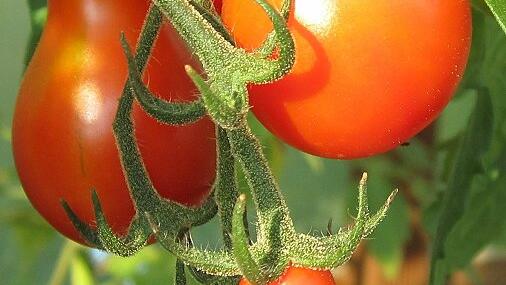 Tomaten von Astrid Späth, Sorte Sibirisches Birnchen.