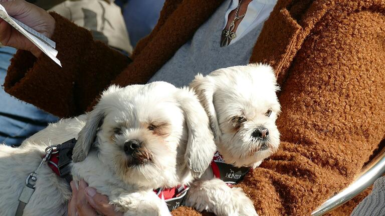 Die beiden Shih Tzu-Hundedamen Stine und Lola fühlten sich auf Frauchens Schoß wohl.