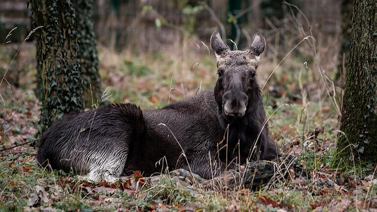 Elch Lasse ist im Dezember in den Schweinfurter Wildpark eingezogen.&nbsp;