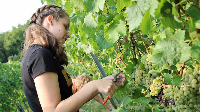 Von Klein an mit Begeisterung im Weinberg dabei: Saskia Reusch aus Fahr. Von Klein an mit Begeisterung im Weinberg dabei: Saskia Reusch aus Fahr.