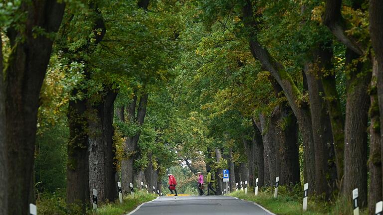 Allee im Reinhardswald       -  Eine Allee hat zu jeder Jahreszeit einen anderen Reiz.