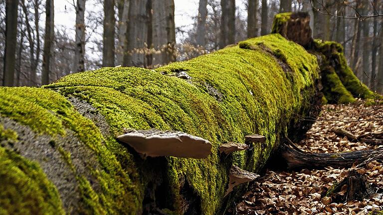 Wo auch dicke Bäume im Wald verrotten dürfen, da kommen auch seltene Arten wieder zum Zug. Im Zunderschwamm lebt der Schwarzkäfer, in einem späteren Zersetzungsprozess siedelt sich der Ästige Stachelbart an. Ein solcher Stamm wird zum Lebensraum für viele Arten. Diesen Lebensraum will Ulrich Mergner im ganzen Forstbetrieb Ebrach bieten, nicht nur in abgegrenzten Schutzzonen.