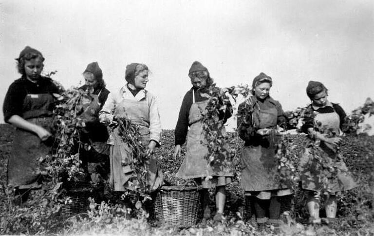 In der Landwirtschaft mussten die jungen Frauen beim Reichsarbeitsdienst mithelfen, hier beim Erbsenpflücken auf Gut Dächheim. In der Landwirtschaft mussten die jungen Frauen beim Reichsarbeitsdienst mithelfen, hier beim Erbsenpflücken auf Gut Dächheim.