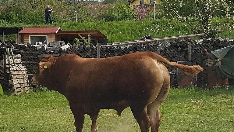 Für diesen Bullen endete die Flucht vom Schlachthof quer durch die Altstadt von Erlenbach am Main am Dienstagmittag auf einer Wiese. Dort entstand dieses Bild. Kurz danach musste das extrem aggressive Tier, dem sich niemand zu nähernd traute, erschossen werden.