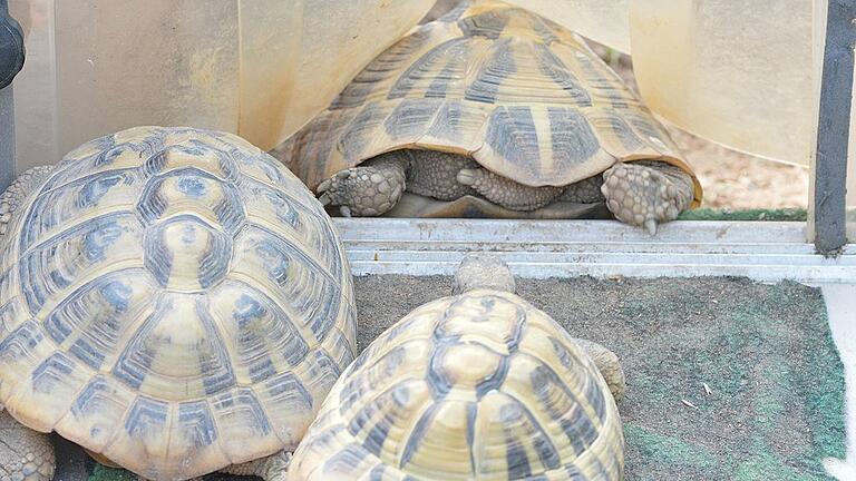 Und nach dem ausgiebigen Futtern geht's ab ins kühle Schildkröten-Haus.