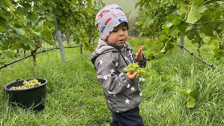 Theo Steinbach (1) hilft bei der Weinlese in Strahlungen bereits mit, wenn auch auf seine eigene Art. Theo Steinbach (1) hilft bei der Weinlese in Strahlungen bereits mit, wenn auch auf seine eigene Art.
