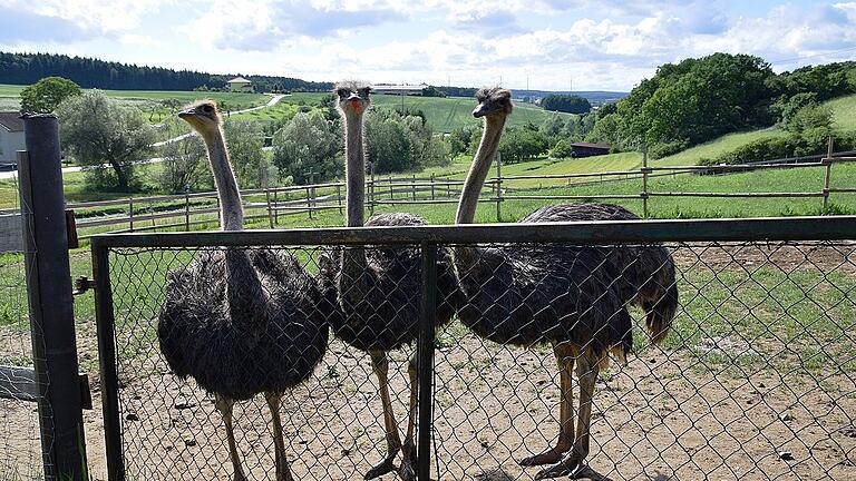 Bei der „Tierischen Tour” im Rahmen des Wanderspaßes rund um Hambach am 10. Juni werden auch die Blauhalsstrauße der Familie Faulstich in Holzhausen besucht. Bei der „Tierischen Tour” im Rahmen des Wanderspaßes rund um Hambach am 10. Juni werden auch die Blauhalsstrauße der Familie Faulstich in Holzhausen besucht.