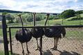 Bei der &bdquo;Tierischen Tour&rdquo; im Rahmen des Wanderspaßes rund um Hambach am 10. Juni werden auch die Blauhalsstrauße der Familie Faulstich in Holzhausen besucht.