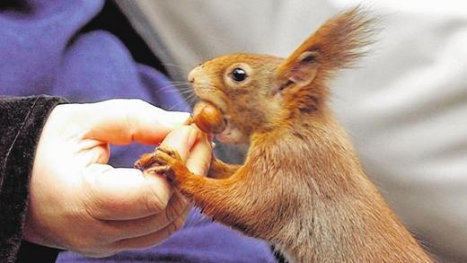 Gut versorgt: Dieses Eichhörnchen bekommt eine Haselnuss von einer Parkbesucherin. Gut versorgt: Dieses Eichhörnchen bekommt eine Haselnuss von einer Parkbesucherin.