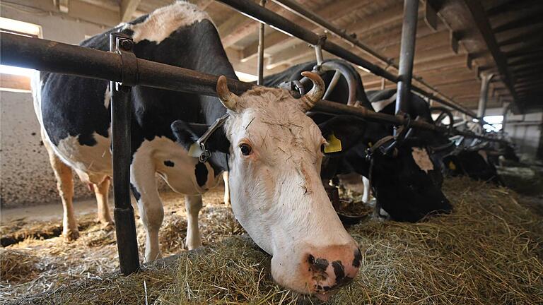 Die ganzjährige Anbindehaltung von Rindern soll komplett und die Kombihaltung der Tiere teilweise abgeschafft werden. So plant es die Bundesregierung.  Foto: Patrick Seeger/dpa       -  Die ganzjährige Anbindehaltung von Rindern soll komplett und die Kombihaltung der Tiere teilweise abgeschafft werden. So plant es die Bundesregierung.