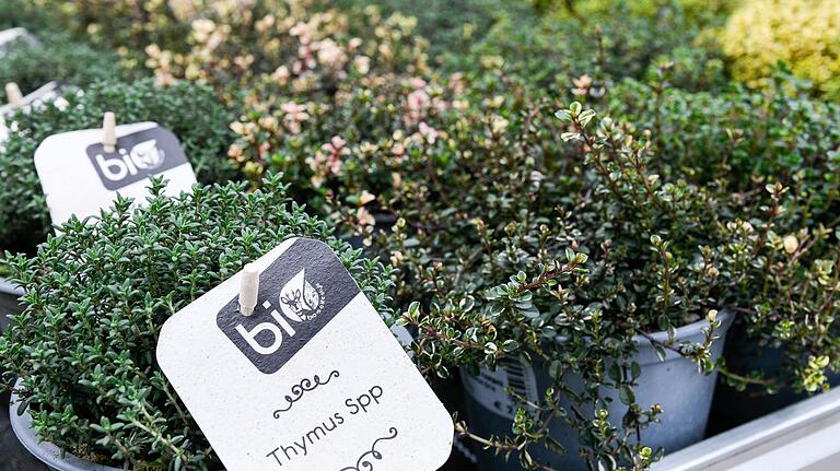 Es gibt viele verschiedene Sorten Thymian. Es gibt viele verschiedene Sorten Thymian.