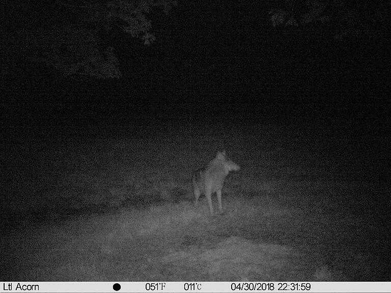 Der erste Wolf in der Rhön wurde im Frühjahr 2018 mit Aufnahmen einer Fotofalle bestätigt.&nbsp;