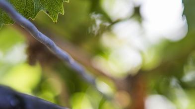 Ohne Wasser würde auf den Weinbergen nichts mehr gehen. Neben der Versorgung gegen das Austrocknen ist das Ziel der Tropfenbewässerung auch die Qualitätssteigerung.