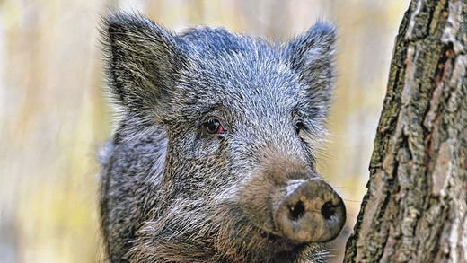 Aktiv schon, aber nicht radioaktiv: In Teilen Unterfrankens sind Wildschweine zur Plage geworden, aber ihr Fleisch kann gefahrlos verzehrt werden. Im Süden und Osten Bayerns, wo es kurze Zeit nach dem Reaktorunfall von Tschernobyl regnete, wird der Grenzwert oft überschritten.