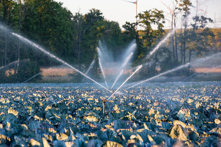 Wenn Grundwasser versprüht wird: Überkopfbewässerung von Blaukraut in der Bergtheimer Mulde im August 2022. Wenn Grundwasser versprüht wird: Überkopfbewässerung von Blaukraut in der Bergtheimer Mulde im August 2022. 