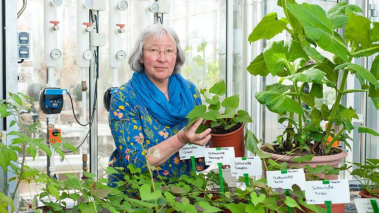 Marianne Scheu-Helgert, Leiterin der Bayerischen Gartenakademie in Veitshöchheim, erklärt, wie aus Gemüseresten auf der heimischen Fensterbank neue Lebensmittel wachsen.