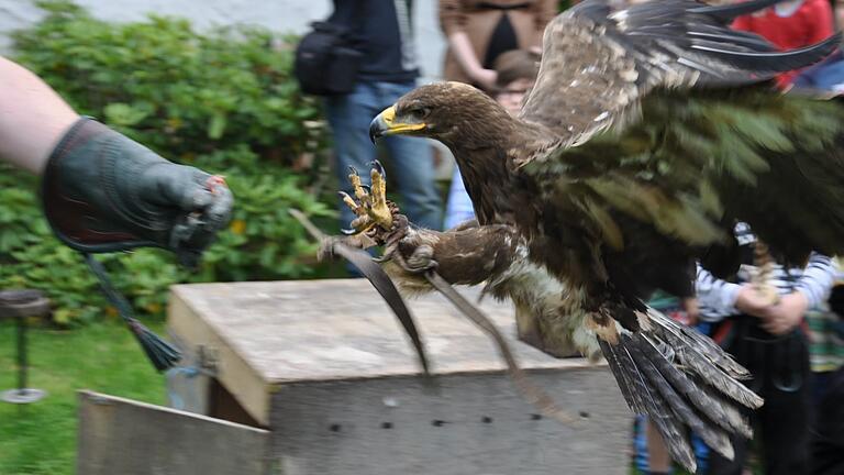 Steppenadler Katinka bei einer Flugvorführung: Am Samstag zeigt der Helmstadter Falkner Jochen Rösner seine Greifvögel in Rimpar (Lkr. Würzburg). Steppenadler Katinka bei einer Flugvorführung: Am Samstag zeigt der Helmstadter Falkner Jochen Rösner seine Greifvögel in Rimpar (Lkr. Würzburg).