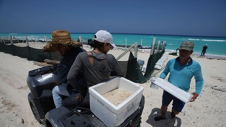 Urlaubsorte in Mexiko bereiten sich auf Hurrikan „Beryl” vor - Auf der Halbinsel Yucatán bereitet man sich vor - auch Schildkröteneier werden in Cancún in Sicherheit gebracht. Urlaubsorte in Mexiko bereiten sich auf Hurrikan „Beryl” vor - Auf der Halbinsel Yucatán bereitet man sich vor - auch Schildkröteneier werden in Cancún in Sicherheit gebracht.