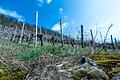 Trockenheit in der Landwirtschaft       -  Noch herrscht Ruhe auf dem Weinberg.