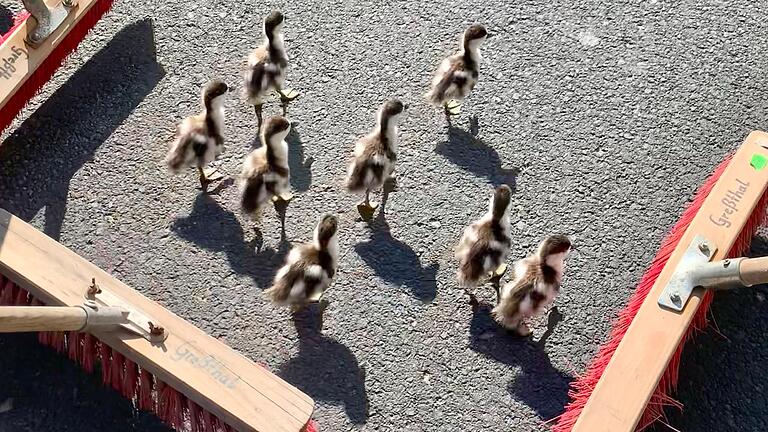 Sprichwörtlich im 'Entenmarsch' waren am Wochenende acht junge Wildenten in den Straßen von Greßthal unterwegs. Die örtliche Feuerwehr kümmerte sich das Wohl der Tiere.