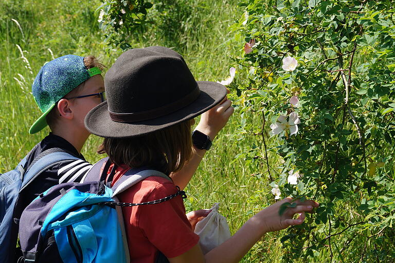 Eine angehende Junior-Rangerin und ein angehender Junior-Ranger inspizieren beim Ausflug im Naturpark Haßberge eine Heckenrose. Eine angehende Junior-Rangerin und ein angehender Junior-Ranger inspizieren beim Ausflug im Naturpark Haßberge eine Heckenrose.