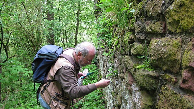 Autor Klaus Kittel beim Absuchen einer alten Mauer nach Weichtieren.