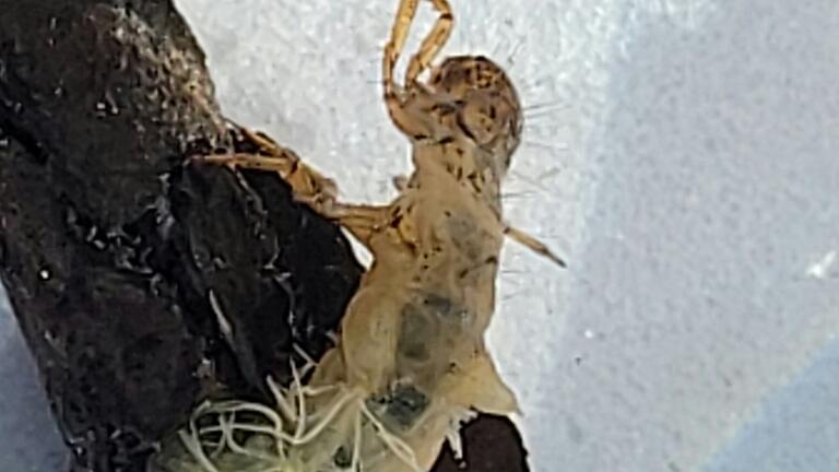 Anabolia sp., eine Köcherfliegenlarve, die für pestizidfreies Wasser steht.