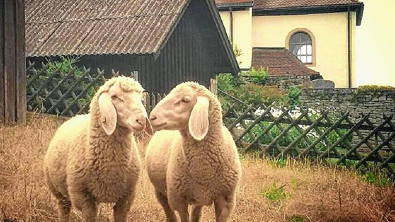 Zwei Schafe sind Max Salinger vor der Kapelle in Baldersheim vor die Linse gekommen.