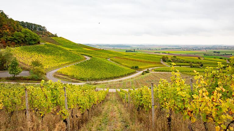 Entlang der Weinberge: Wanderung am Bullenheimer Berg.