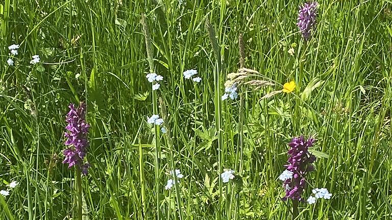 Orchideen statt Lupinen. Bild von einer (noch) lupinenfreie Wiese in der Hochrhön.&nbsp;