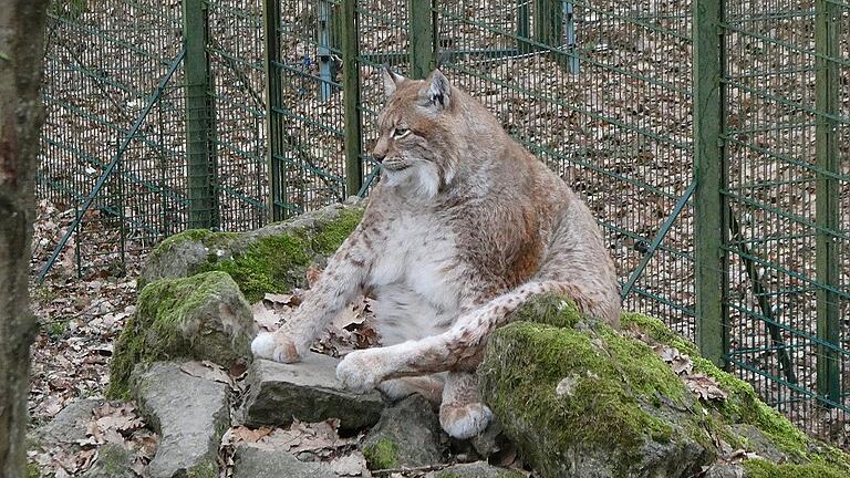 Gut beinander: Luchs Rufus