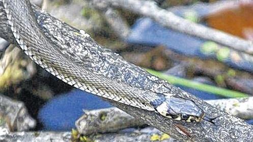 Typisches Merkmal: Am Natterkopf sind gelbe Halbmonde zu erkennen.