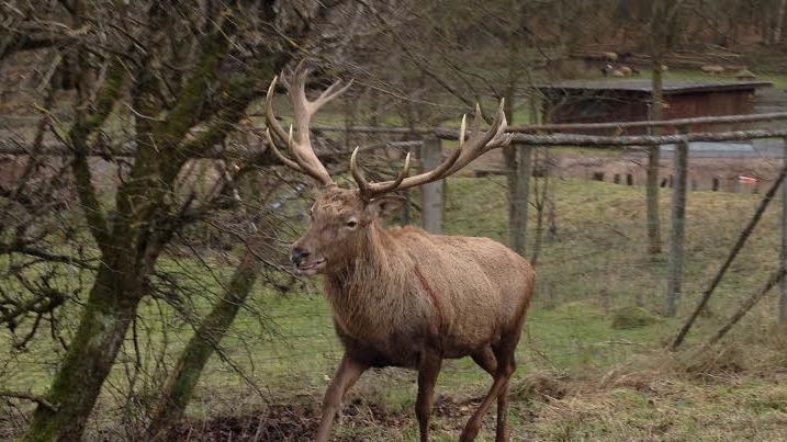 Ein erfahrener Jäger hatte einen Hirsch abgeschossen, obwohl der Jagdabschussplan erfüllt war. Vor Gericht beteuerte er, davon nichts gewusst zu haben. Trotzdem muss er 2700 Euro Strafe bezahlen.Harald Beyer (Archiv) - Ein erfahrener Jäger hatte einen Hirsch abgeschossen, obwohl der Jagdabschussplan erfüllt war. Vor Gericht beteuerte er, davon nichts gewusst zu haben. Trotzdem muss er 2700 Euro Strafe bezahlen.Harald Beyer (Archiv) Ein erfahrener Jäger hatte einen Hirsch abgeschossen, obwohl der Jagdabschussplan erfüllt war. Vor Gericht beteuerte er, davon nichts gewusst zu haben. Trotzdem muss er 2700 Euro Strafe bezahlen.Harald Beyer (Archiv) - Ein erfahrener Jäger hatte einen Hirsch abgeschossen, obwohl der Jagdabschussplan erfüllt war. Vor Gericht beteuerte er, davon nichts gewusst zu haben. Trotzdem muss er 2700 Euro Strafe bezahlen.Harald Beyer (Archiv)