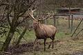 Ein erfahrener Jäger hatte einen Hirsch abgeschossen, obwohl der Jagdabschussplan erfüllt war. Vor Gericht beteuerte er, davon nichts gewusst zu haben. Trotzdem muss er 2700 Euro Strafe bezahlen.Harald Beyer (Archiv)       -  Ein erfahrener Jäger hatte einen Hirsch abgeschossen, obwohl der Jagdabschussplan erfüllt war. Vor Gericht beteuerte er, davon nichts gewusst zu haben. Trotzdem muss er 2700 Euro Strafe bezahlen.Harald Beyer (Archiv)