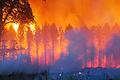 Bilder wie dieses von einem Waldbrand dieser Tage in Ungarn möchten Behörden und Feuerwehrexperten hierzulande vermeiden. Deshalb warnen sie mit dramatischen Worten vor der Feuergefahr wegen der aktuellen Hitzewelle.