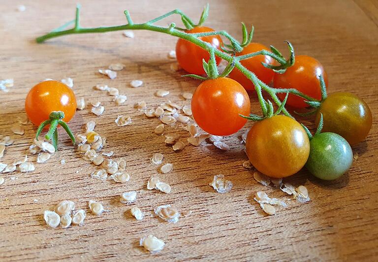 Aus Tomatenkernen eigenes samenfestes Saatgut zu gewinnen, ist nicht schwer. Aus Tomatenkernen eigenes samenfestes Saatgut zu gewinnen, ist nicht schwer.