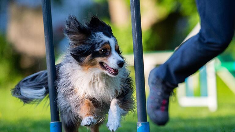 Agility.jpg       -  Beim Slalom ist genau festgelegt, von welcher Seite der Hund das Hindernis beginnen muss.