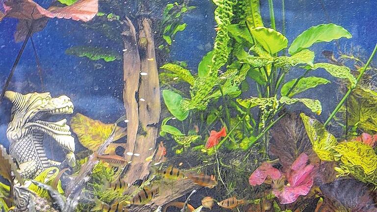 In diesem Aquarium von Joachim Schmitt tummeln sich Fische aus Asien.